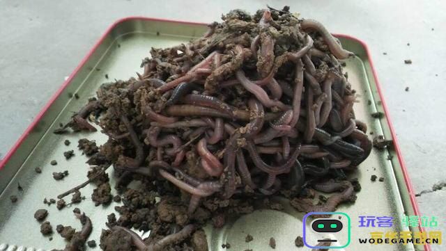 原神中如何制作蚯蚓鱼饵的详细配方与步骤解析