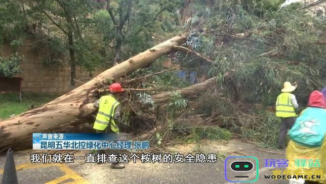 在原神中有哪些树木可供玩家砍伐并获取资源呢？