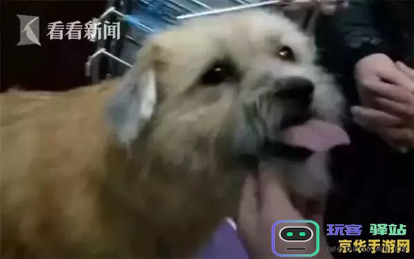 在原神中如何有效驱赶石门狗，掌握技巧与策略轻松应对