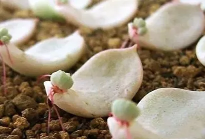 《第五人格》宝石镶嵌-2025春季最新优化-VR一体机-云游戏-全攻略 《第五人格》宝石镶嵌-2025春季最新优化-VR一体机-云游戏-全攻略