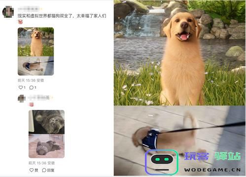 强推!申请以闪亮之名游戏加入养宠人必入清单