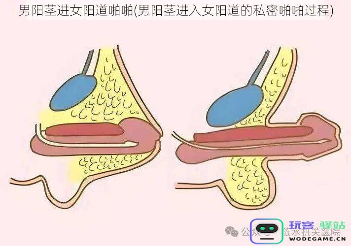 男阳茎进女阳道啪啪(男阳茎进入女阳道的私密啪啪过程)