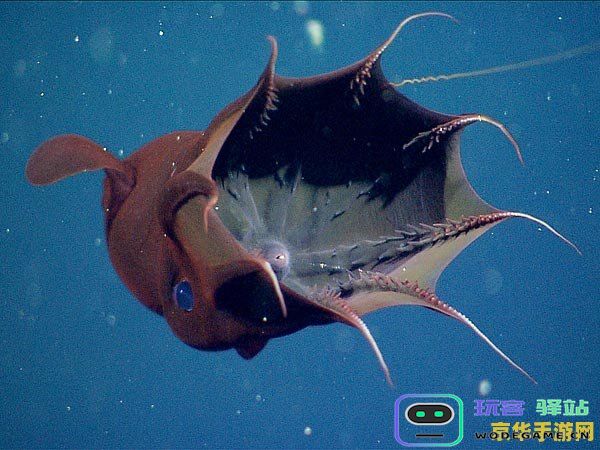 原神深海巨蜥在哪里 原神深海龙蜥位置探索