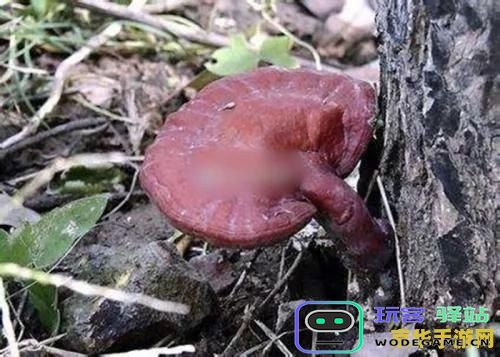 原神万叶海灵芝 原神万叶与海灵芝的奇妙关联