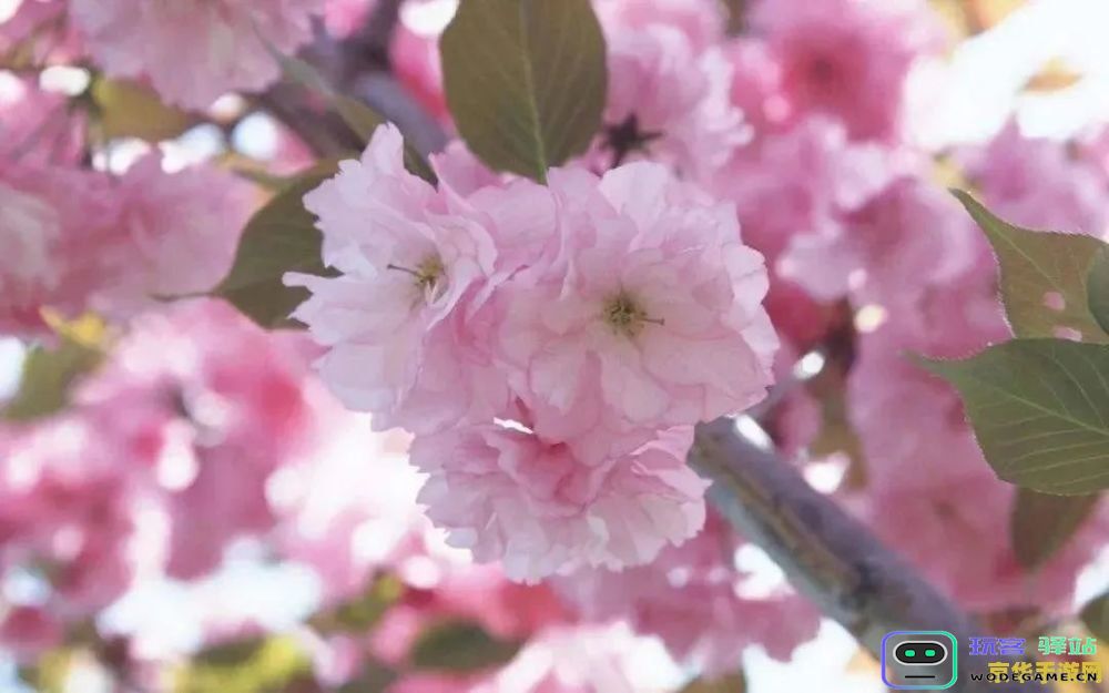 在原神中探索樱花绣球的最佳采集地点与技巧攻略