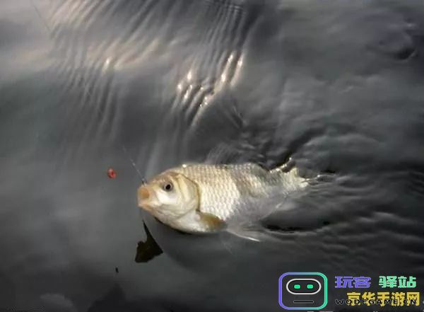 原神炮鲀出没钓鱼时间详解及最佳捕捉时机