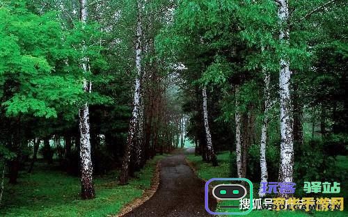 原神森林树苗圃后续 原神森林树苗圃后续：探索与培育的绿色之旅