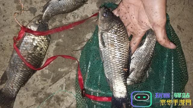 原神炮鲀和苦炮鲀用什么鱼饵 原神炮鲀和苦炮鲀用什么鱼饵