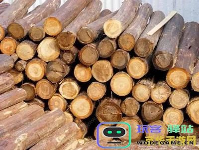 在原神中寻找松木衫木的具体位置和获取方法分析