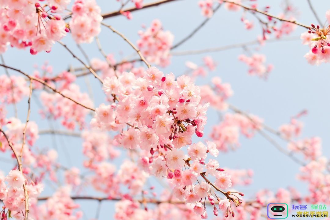 原神樱花绣球怎么摘