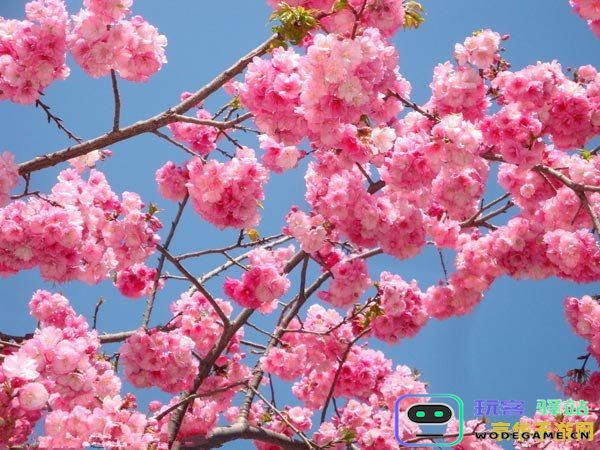 原神樱花绣球怎么摘