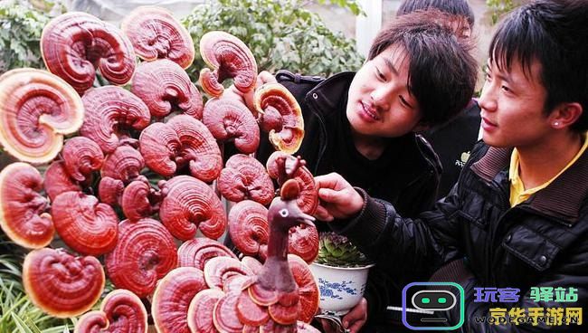 原神海灵芝的多重功效与作用揭秘，探索其在游戏与生活中的实用价值