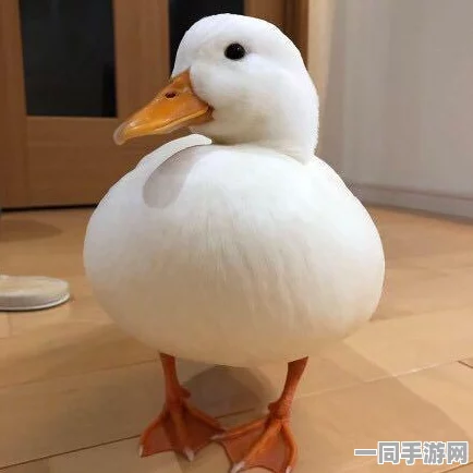 >急招男鸭15000包吃包住，娱乐行业高薪招聘现象解析与求职陷阱揭秘