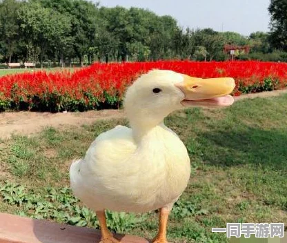 急招男鸭15000包吃包住，娱乐行业高薪招聘现象解析与求职陷阱揭秘