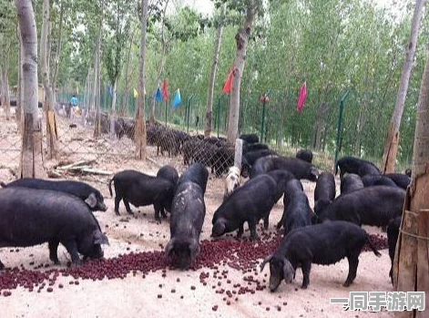 如何在后疫情时代寻找工作机会—揭示灵活就业市场的生存与发展策略