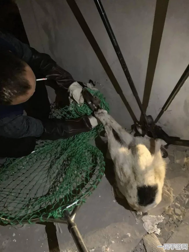 51fun吃瓜网-热心群众张炳小母狗:社区养宠达人张炳的爱心日记与网络热度解析