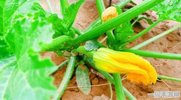 圆白菜独特的泥土气息：田间到餐桌的异味来源与科学解析