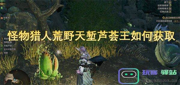 在怪物猎人荒野天堑中如何有效获取芦荟王的详细攻略与技巧