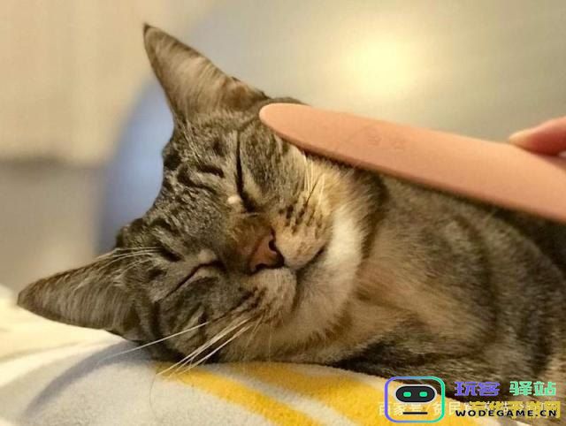 怎么喂猫原神