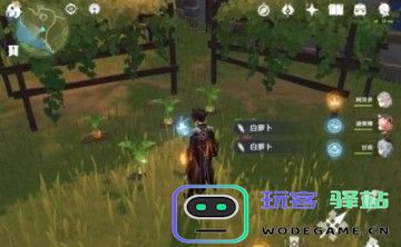 寻找白萝卜原神