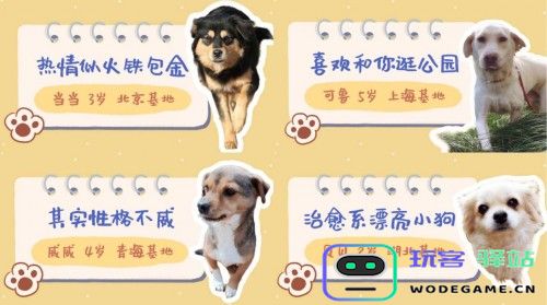 梦幻公益开启新篇章！携手中国小动物保护协会守护流浪天使：让爱心点亮流浪者的希望之路！
