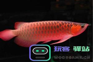 探索原神游戏中的蓝色假龙鱼：如何捕捉与养成蓝色假龙鱼的技巧与攻略