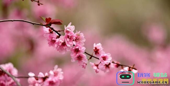 原神骗骗花怎么那么恶心