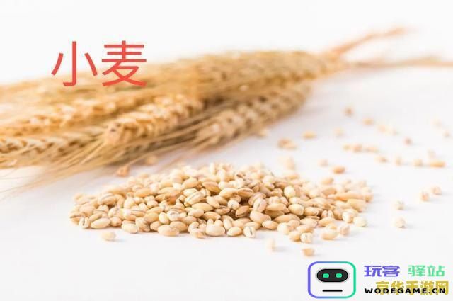 原神小麦的加工方法与技巧介绍，如何有效利用小麦制作美食