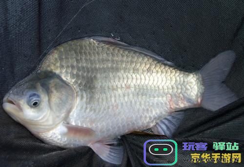 原神鱼塘鱼多久刷新