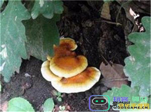 探究原神海灵芝的真实身份与背景故事，以及她在游戏中的重要性与角色发展