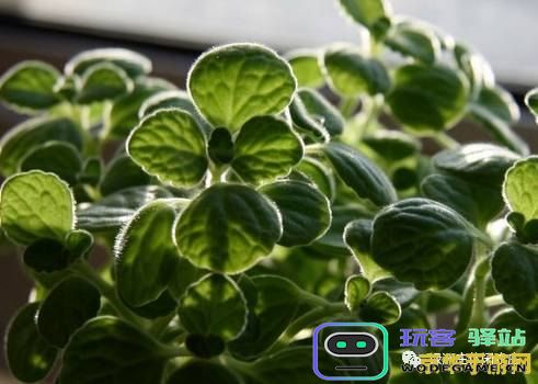 在原神游戏中如何迅速找到并收集五香草的位置与技巧
