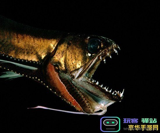 原神深海龙蜥研究所事件任务的全攻略与细节分析，包括关键步骤与注意事项