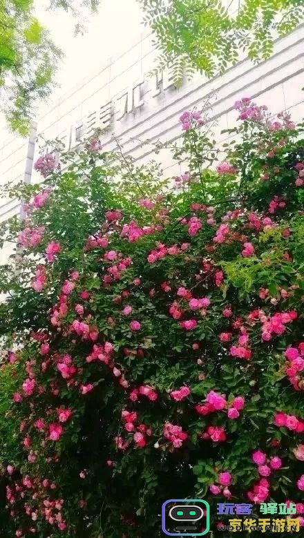 原神蔷薇花怎么找