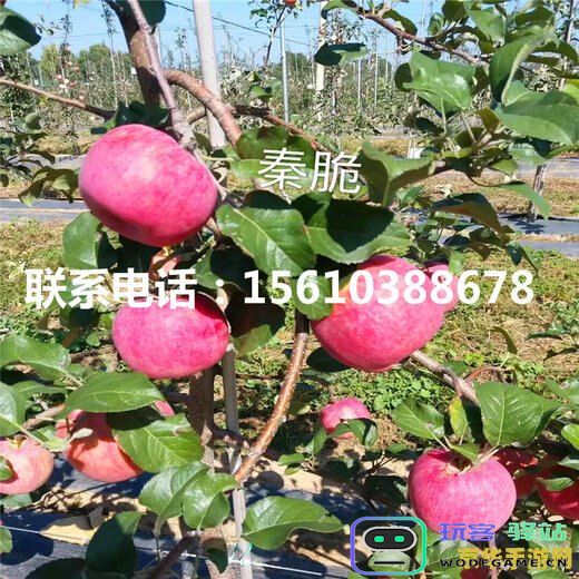 原神哪里卖苹果