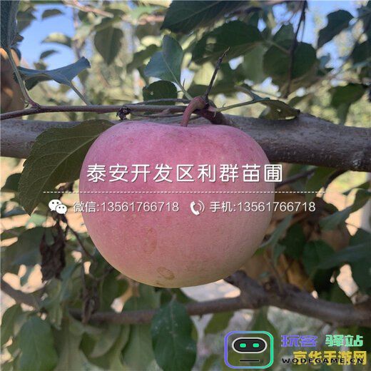 原神哪里苹果树最多