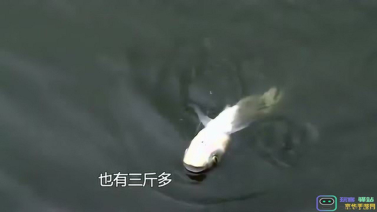 在原神游戏中钓到的鱼是否可以出售？探讨游戏内鱼类交易的可能性及其用途