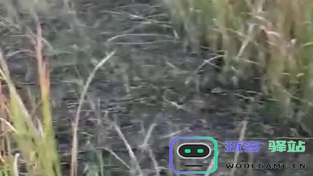 原神grasscutter教程