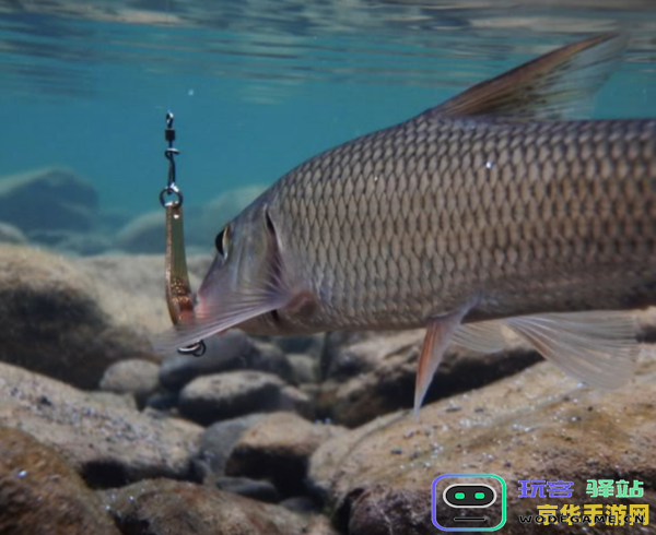 原神花鳉鱼饵没了还没有花鳉怎么办 原神花鳉鱼饵没了还没花鳉怎么办