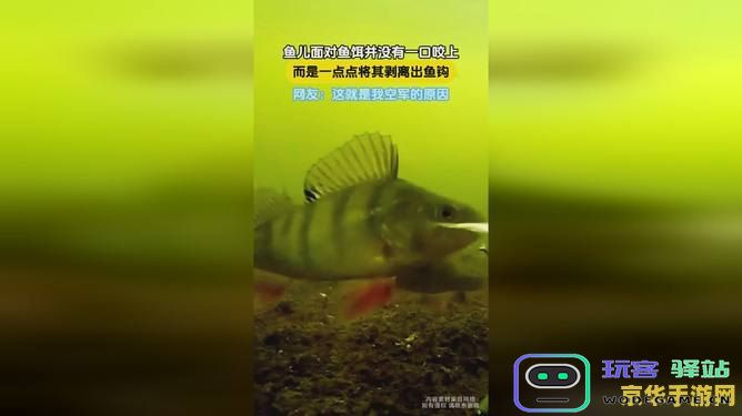 原神如果花鳉鱼饵用完了却还没有捕到花鳉鱼该怎么办呢？