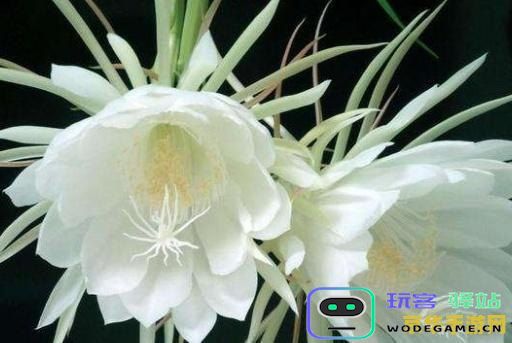 忧昙花与原神的奇妙相遇：在这个奇幻世界中寻找梦幻与冒险的完美交融