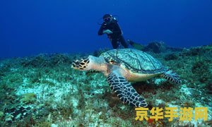 原神海龟汤的汤底揭秘与秘境探索，让你尽享美味与冒险的完美结合