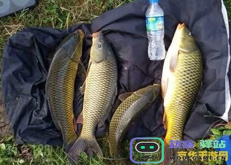 在原神中，一个钓鱼点究竟能钓到多少条鱼呢？详细解析原神钓鱼的数量限制和技巧