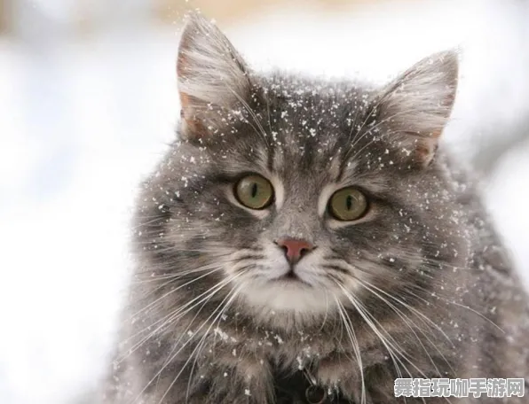 《第五人格》宠物养成系统更新-热修V1.2-网页端玩法解析-BOSS战策略详解