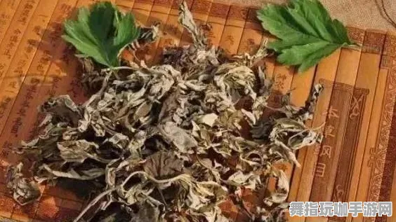 《第五人格》职业提升攻略-端午节特别版-跨平台合作-深度解析神经编码技巧-独家研究分享（本内容仅供技术探讨）严禁转载