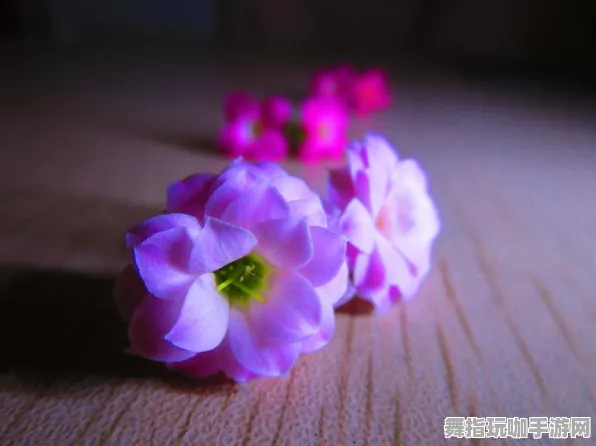 《光与夜之恋》新手入门指南-每天实时更新-热修版本-阿里生态专区-冒险动作玩法-隐藏任务详细解析