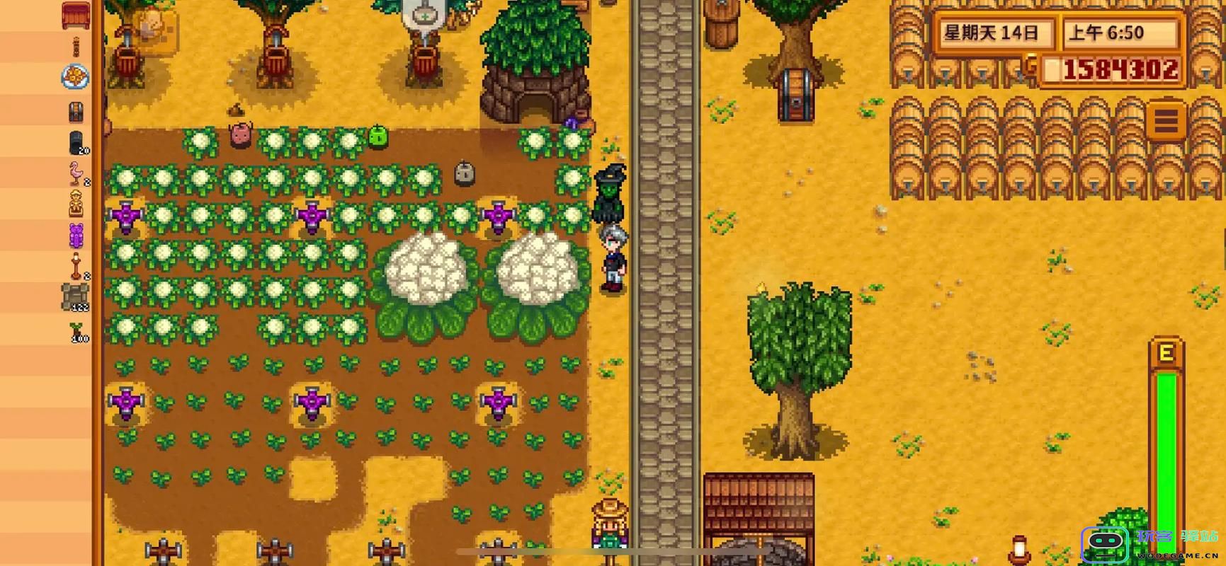 在游戏星露谷物语中，花椰菜的实用性和收益价值分析